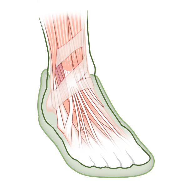 Strengthen Foot Muscles